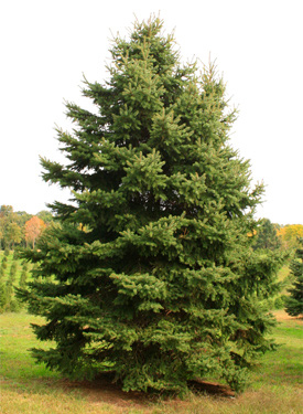 60-picea_pungens