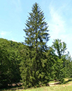 50-norway-spruce